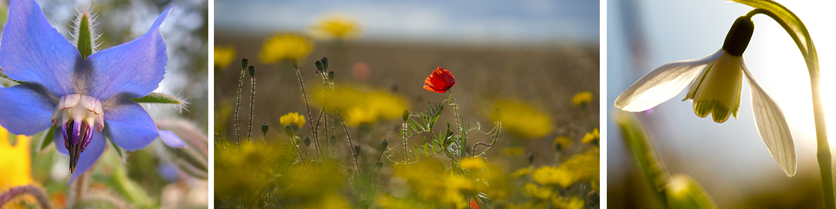 bloesemtherapie Rosmarijne Boontjes