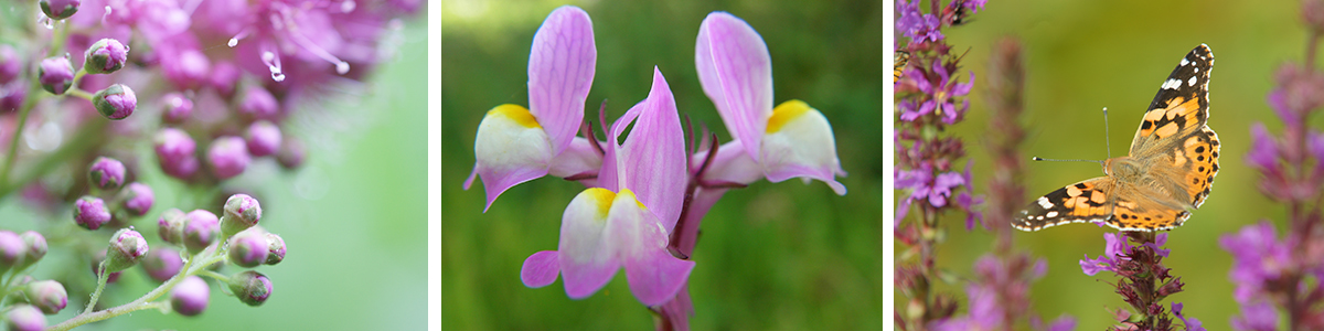 Spirituele homeopathie
